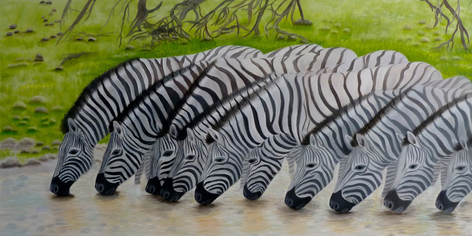Eine Reihe trinkender Zebras am Ufer eines Wasserlochs in grüner Savanne.